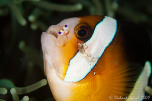 Lembeh Strait-"Aaah...that feels good" Canon 50 D 100 mm ... by Richard Goluch 
